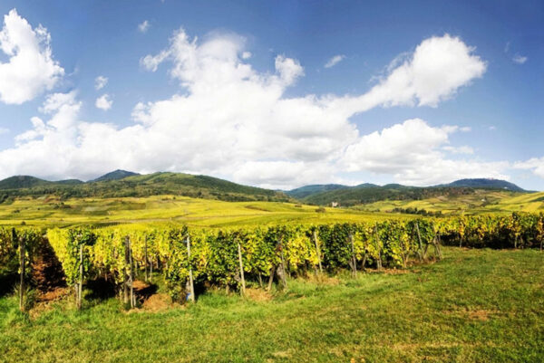 Vinhedos da Alsácia – uva Riesling orgânica Fernand Engel