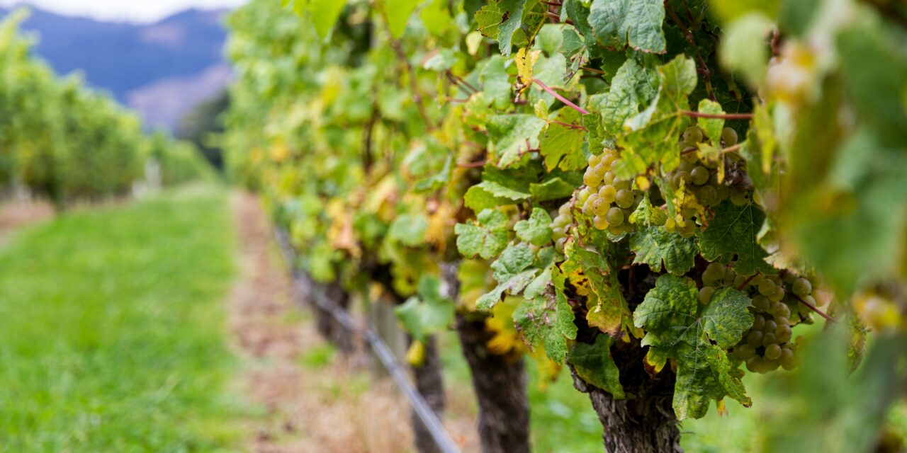 Uvas Sauvignon Blanc – casta principal dos novos vinhos brancos da Médoc AOC